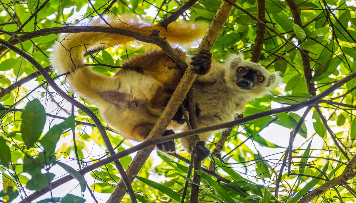 Nosy Be: dove avvistare i lemuri