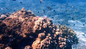 È stato scoperto il corallo più grande del mondo: si vede dallo spazio