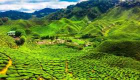 Alla scoperta delle Cameron Highlands in Malesia
