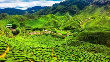 Alla scoperta delle Cameron Highlands in Malesia