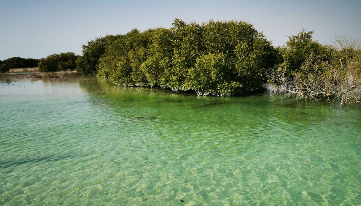 Eastern Mangroves Beach e la sua vegetazione