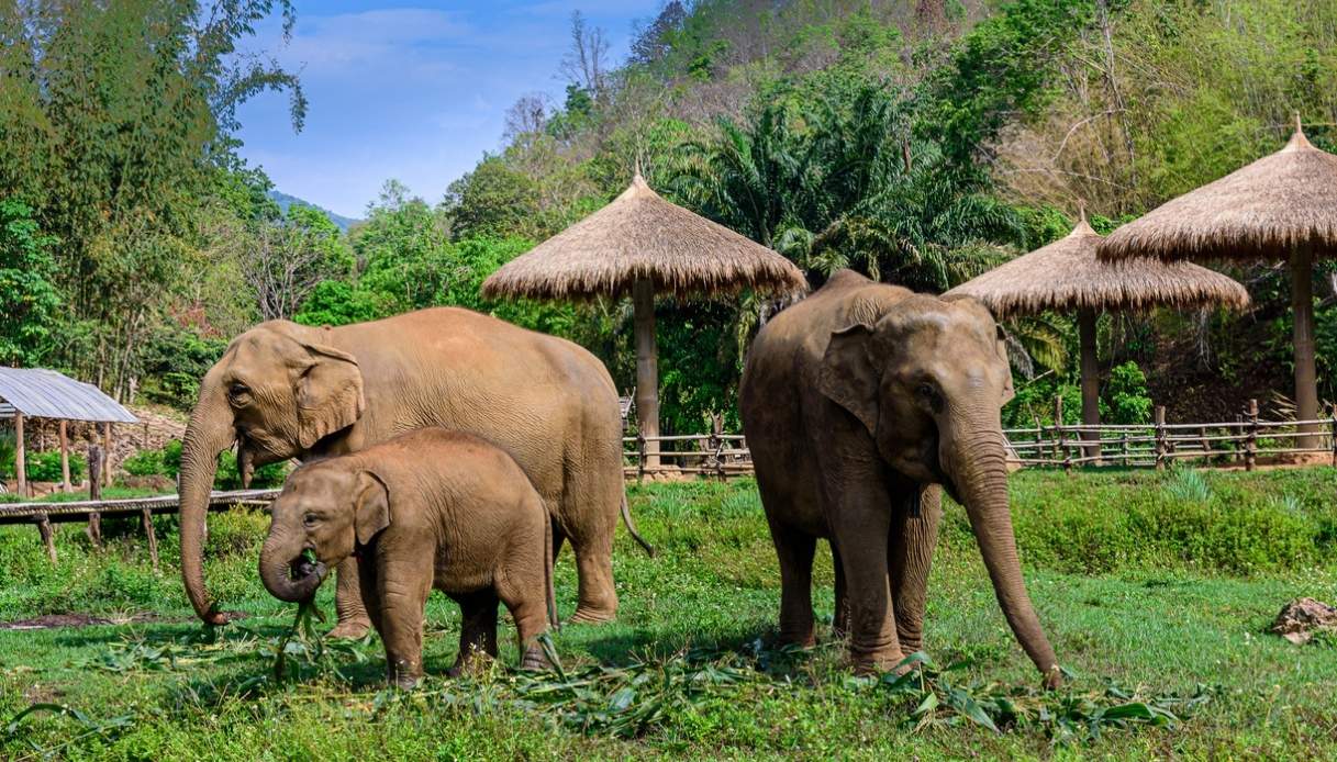 Elephant Nature Park vicino a Chiang Mai 