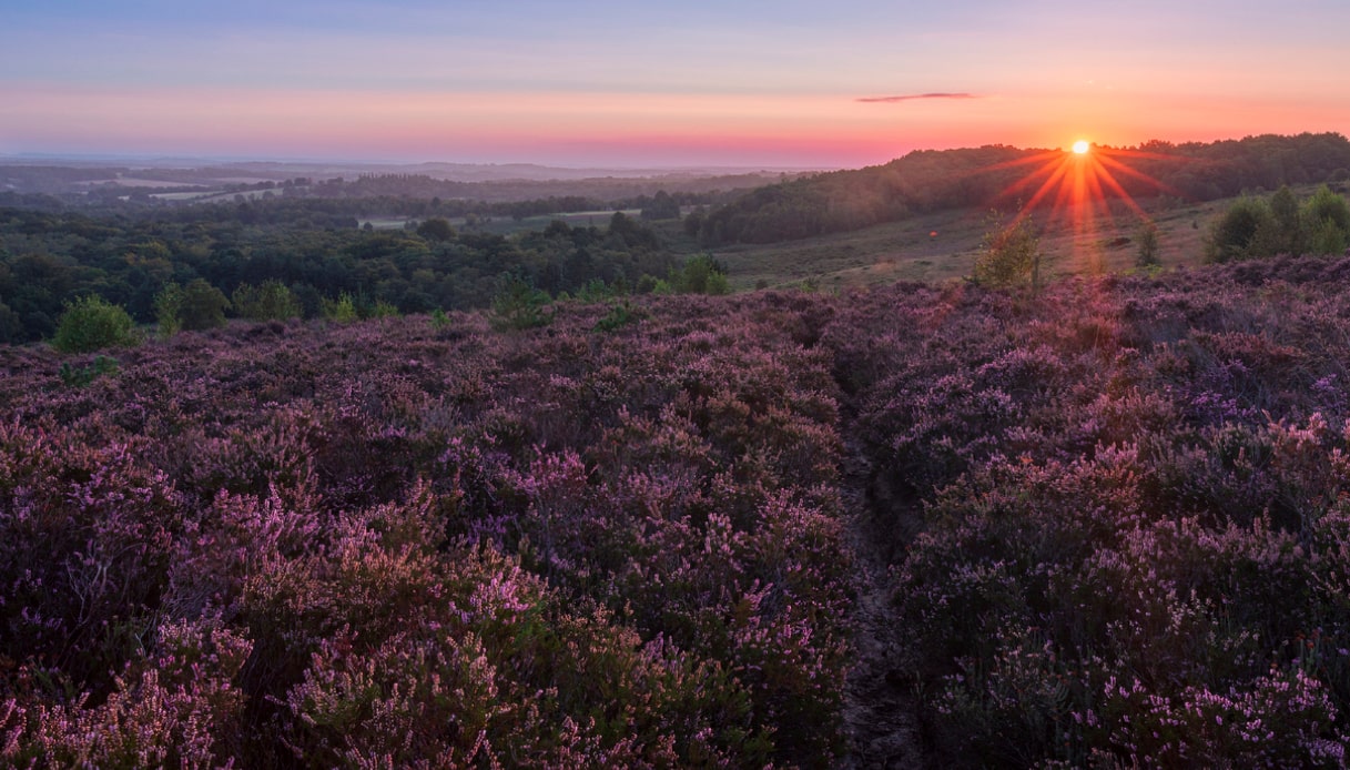 La foresta di Ashdown di Winnie the Pooh