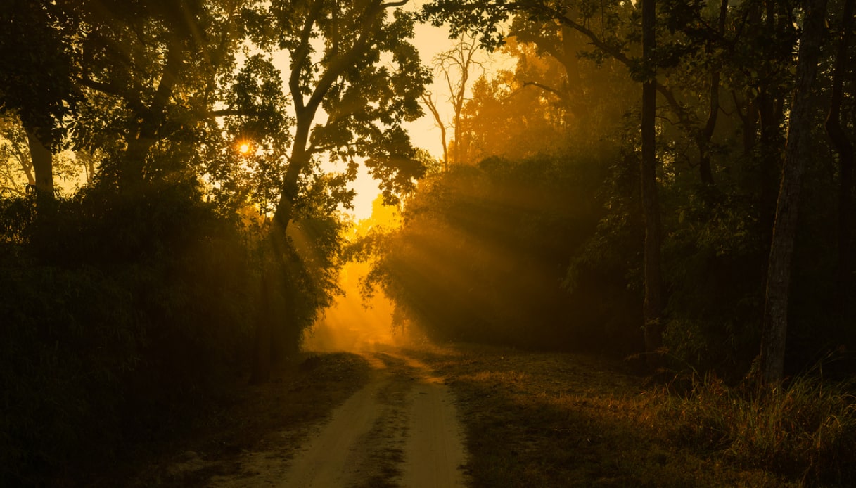 Kanha National Park: location di Il libro della giungla