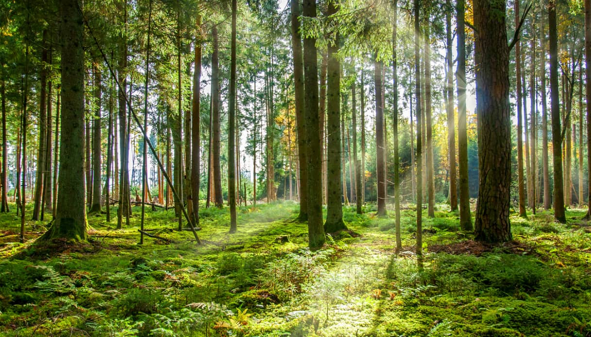 La Foresta Nera che ha ispirato i Frayelli Grimm