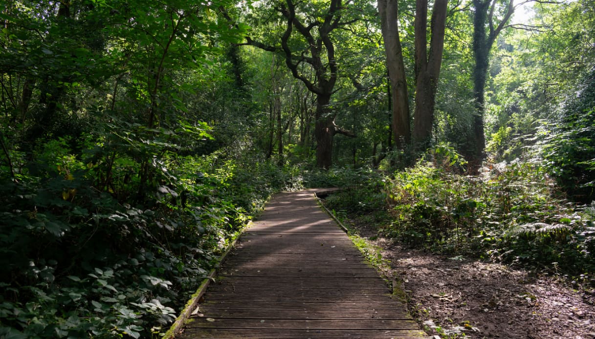 Moseley Bog la foresta di Tolkien