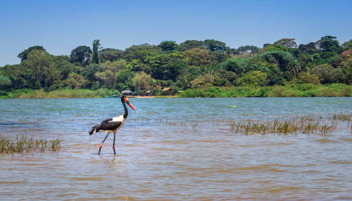 cicogna lago vittoria