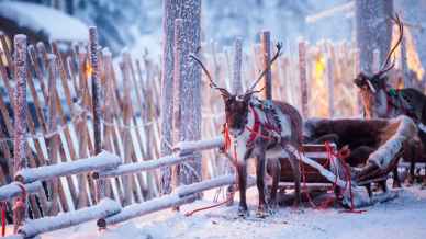 Cancellato il Natale in Lapponia: non c’è abbastanza neve