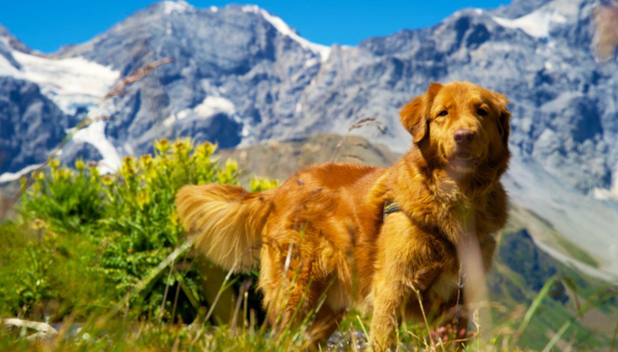 Cane in vacanza sulle montagne austriache durante l'estate