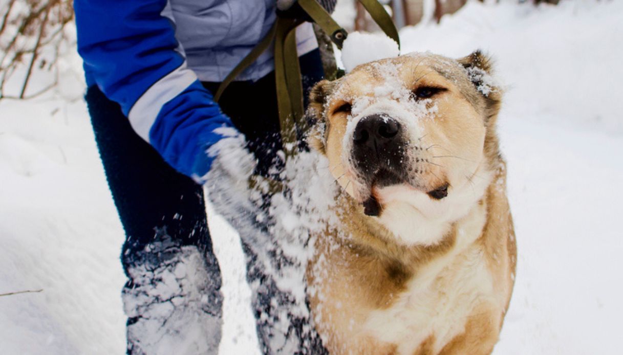 Cane in vacanza in montagna con neve sul naso e padrone che lo accarezza