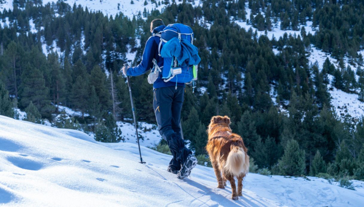 Cane durante un'escursione sulla neve in montagna con il proprio padrone in vacanza