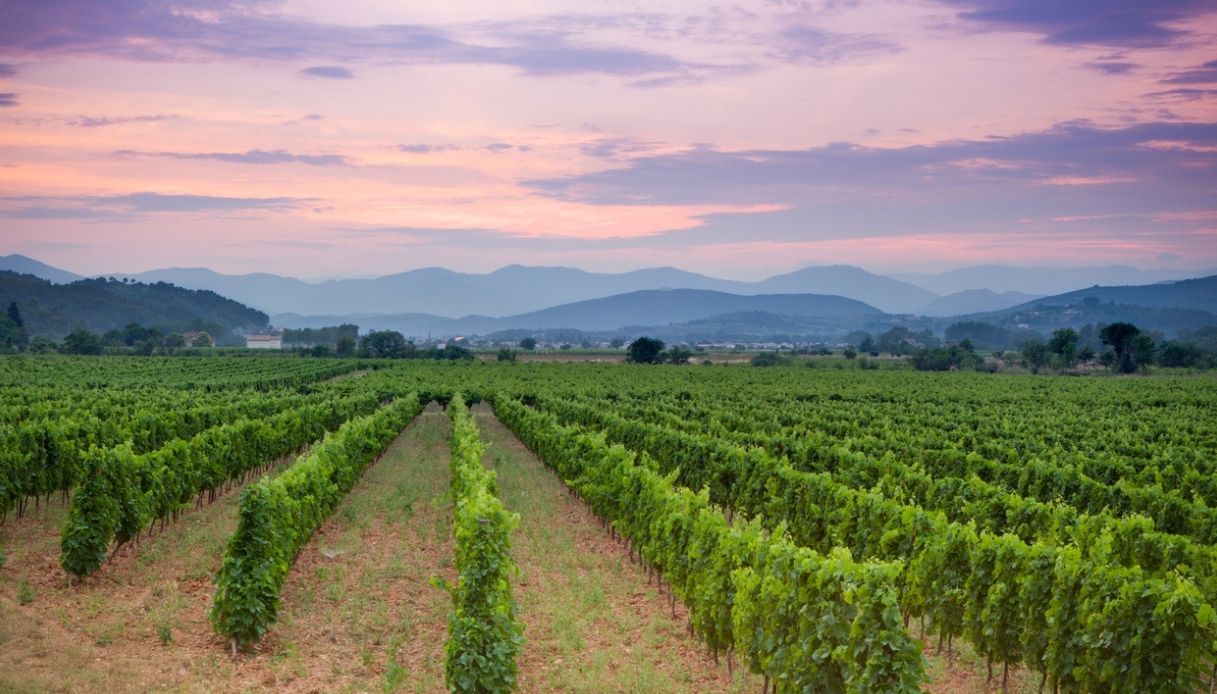 Languedoc-Roussillon produzione vinicola