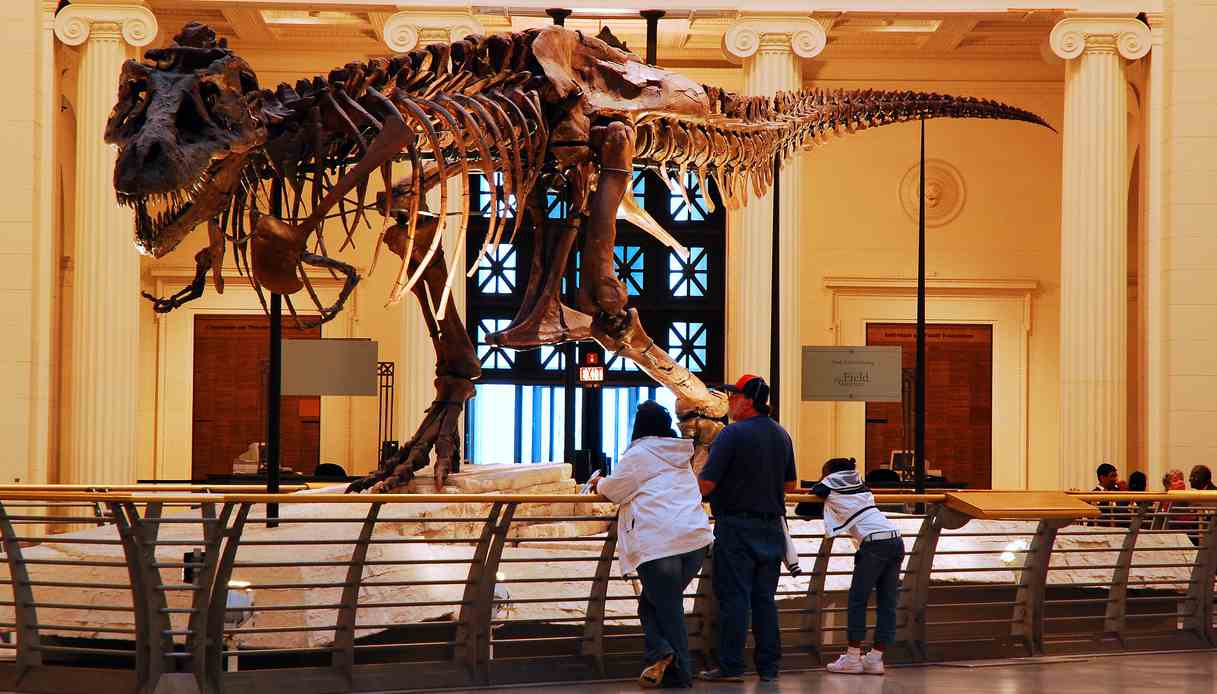 Sue Field Museum