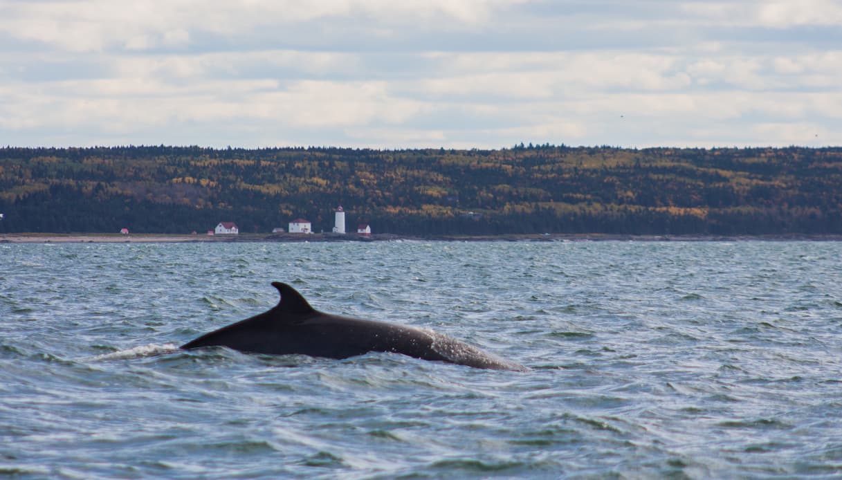 Tadoussac, balena