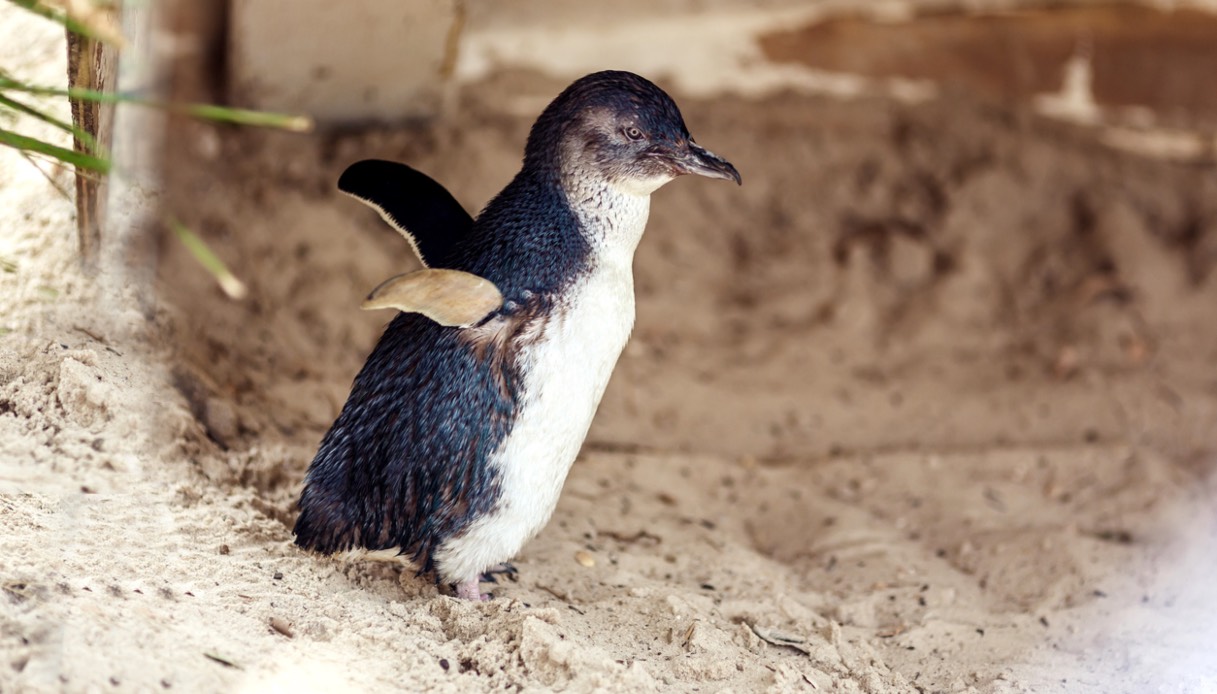 Pinguino Phillip Island