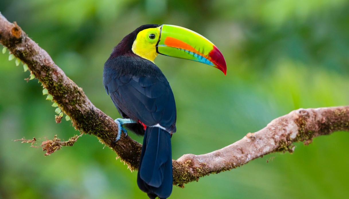 Tucano colorato in Costa Rica