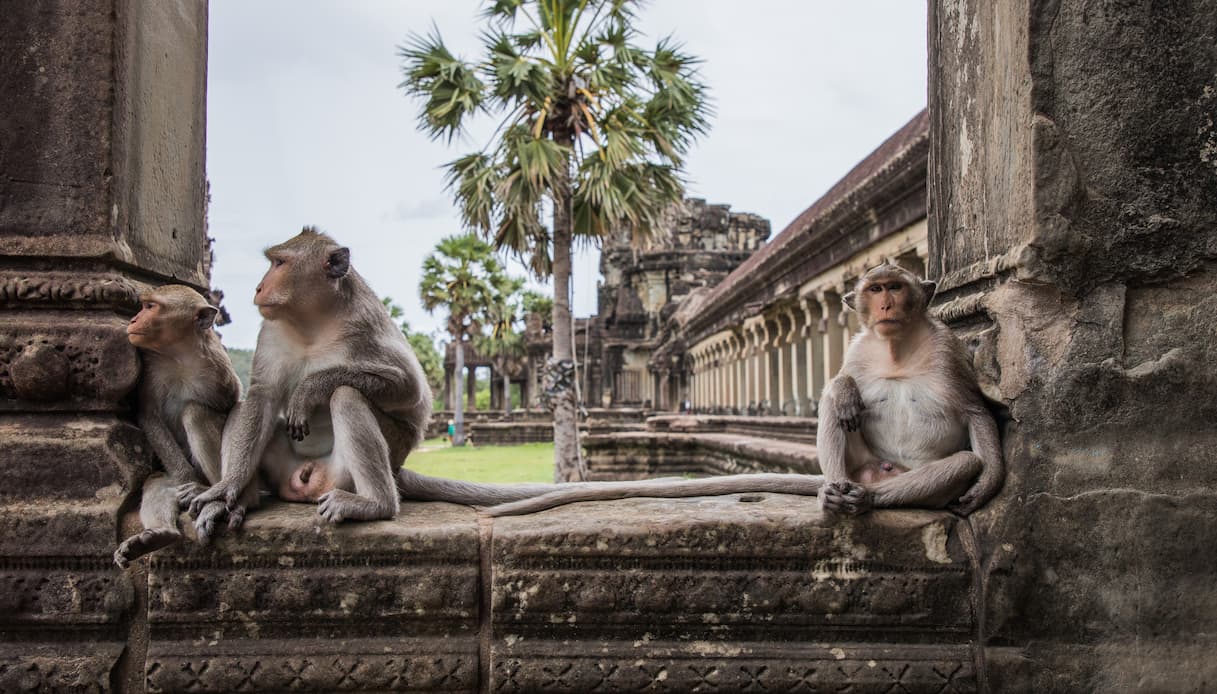 Angkor Wat, macachi