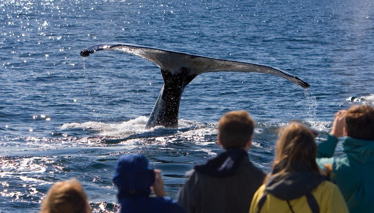 Avvistamento di balene a Cape Cod