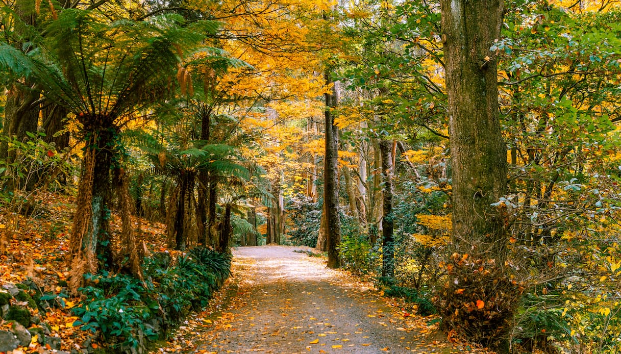 Dandenong Ranges, Australia