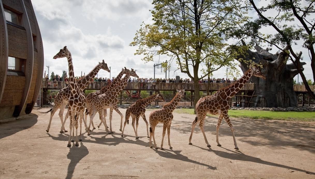 Diergaarde Blijdorp, il grande zoo di Rotterdam da scoprire