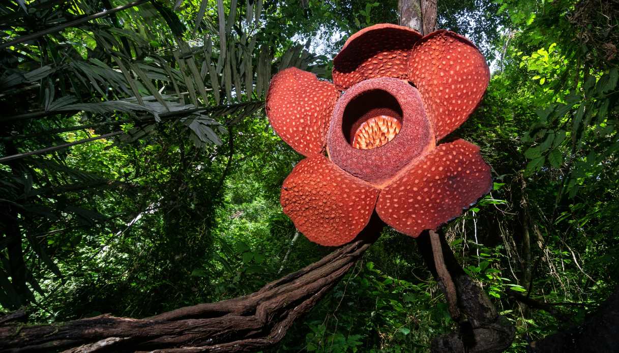 Rafflesia, Thailandia