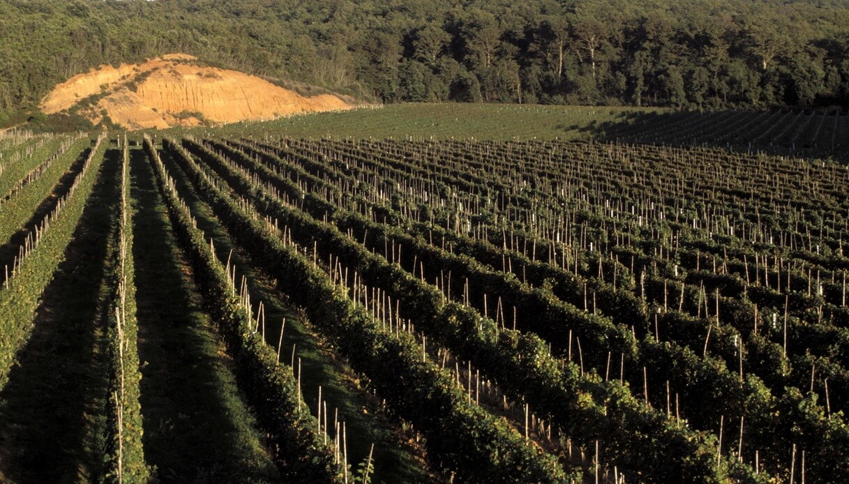 Vigne nei dintorni di Montescudaio