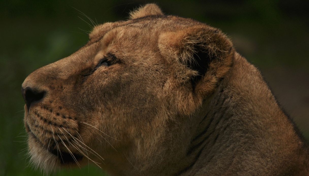 Gli animali da scoprire allo zoo di Rotterdam