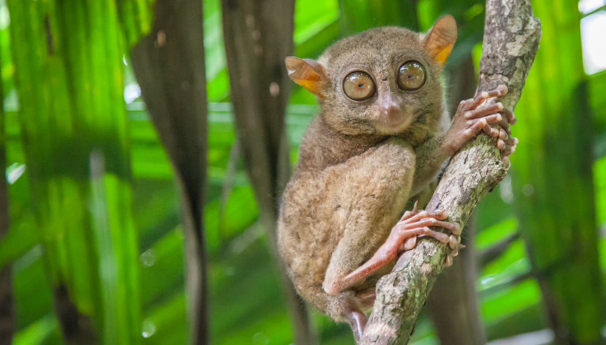 Filippine, tarsier