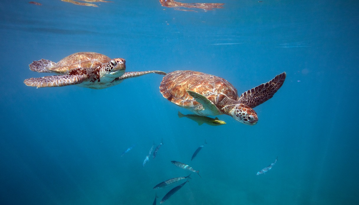 Tartarughe Barbados