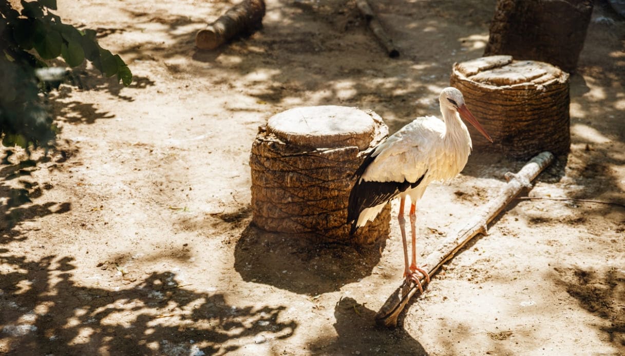 bioparco roma