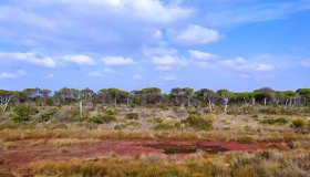 Bocca d’Ombrone, l’acqua dolce incontra il mare nel Parco della Maremma