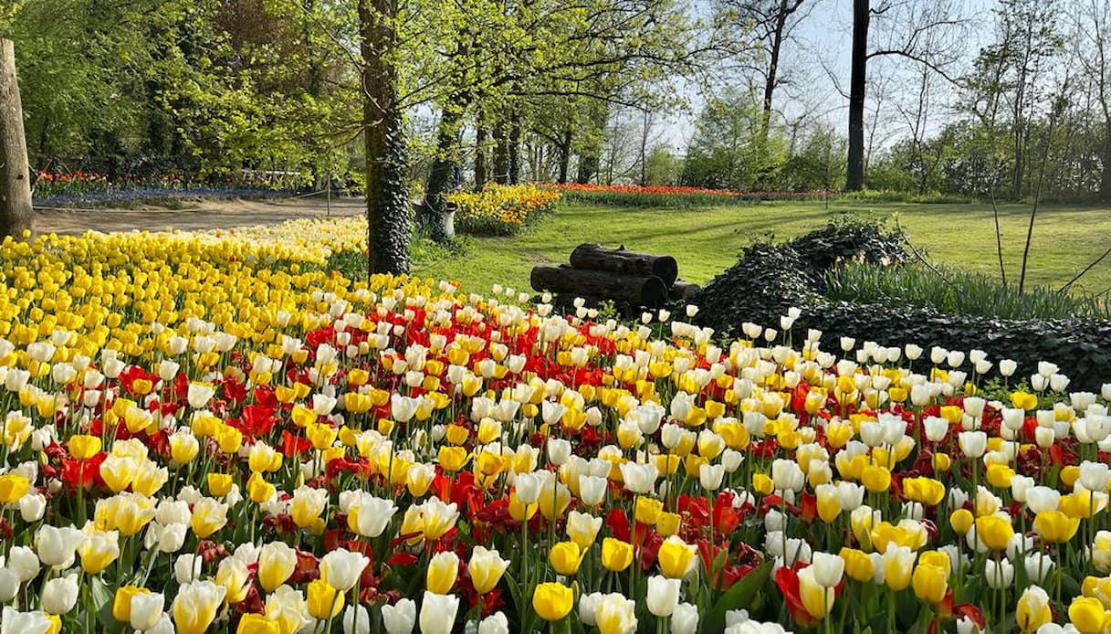 Le fioriture di tulipani più belle d’Italia, un’imperdibile cascata di colori