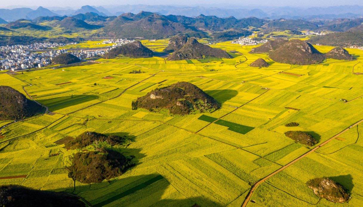 La colza fiorisce a Luoping, Cina