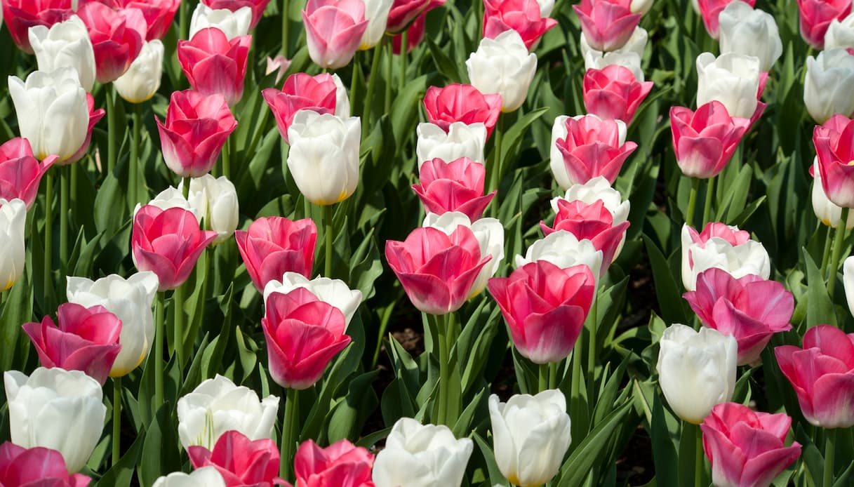 Parco Giardino Sigurtà, tulipani