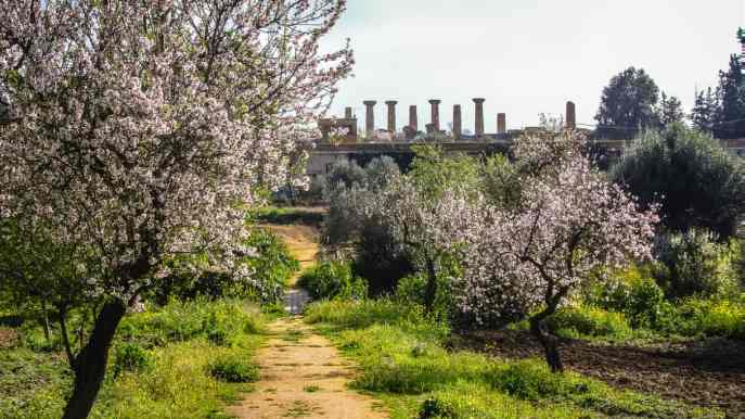 Sta per partire il treno che attraversa i mandorli in fiore. L’esperienza mozzafiato