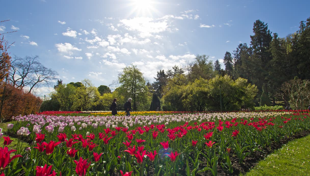 Villa Taranto, tulipani