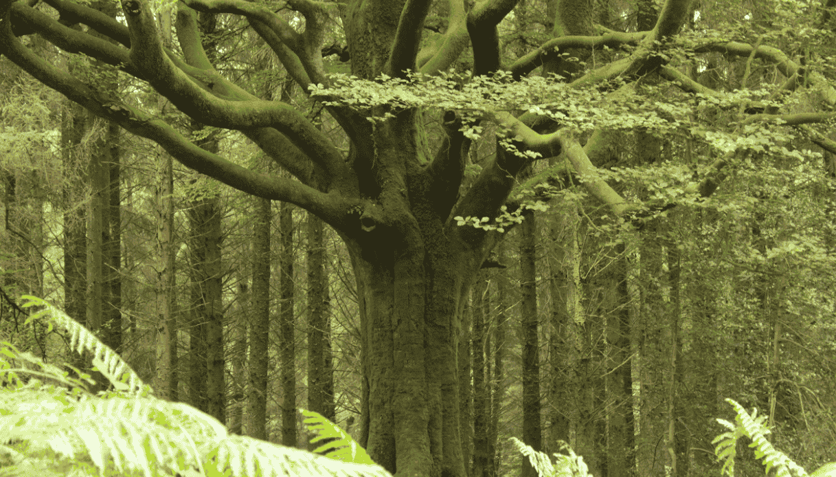 foresta di Brocéliande in Bretagna