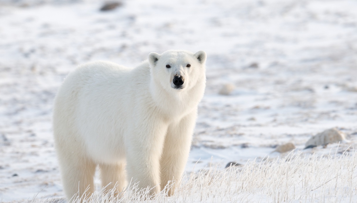 Orso Polare al Ranua Wildlife Park