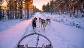 Vivi l’incanto del Nord al Ranua Wildlife Park di Rovaniemi