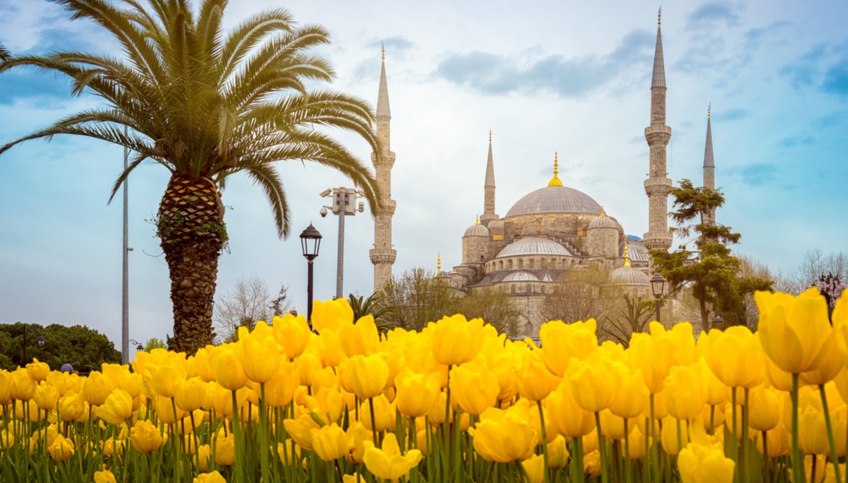 Tulipani Istanbul