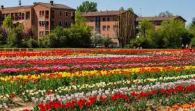 Le fioriture di tulipani più belle d’Italia, un’imperdibile cascata di colori