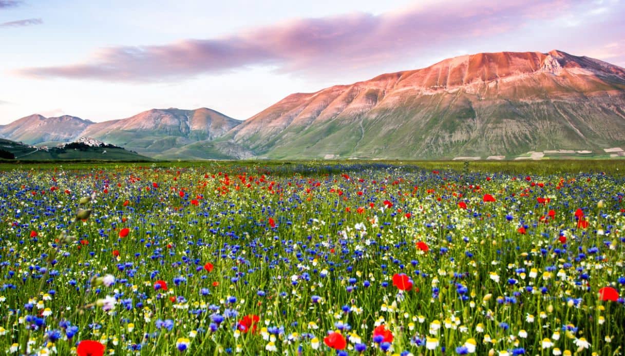 Spettacolare fioritura alla Piana Grande di Castelluccio