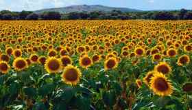 Dove sbocciano i sogni: i campi di girasole più belli d’Italia