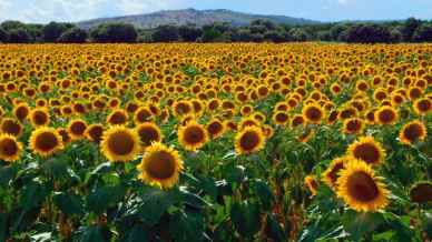 Dove sbocciano i sogni: i campi di girasole più belli d’Italia