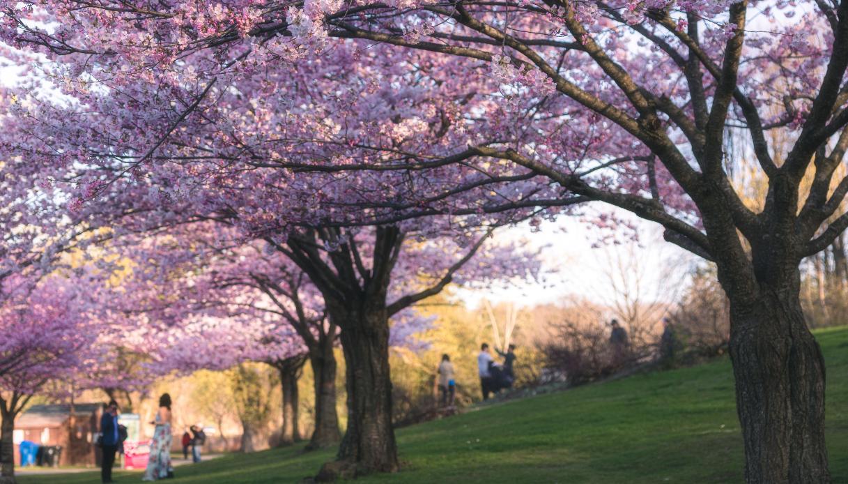 ciliegi high park