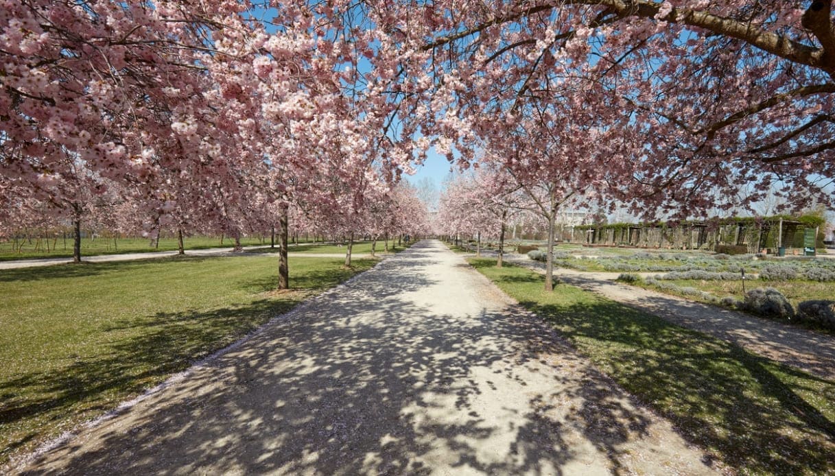 fioritura ciliegi a venaria