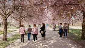 Tutti pazzi per la fioritura dei ciliegi alla Reggia di Venaria: si passa al numero chiuso