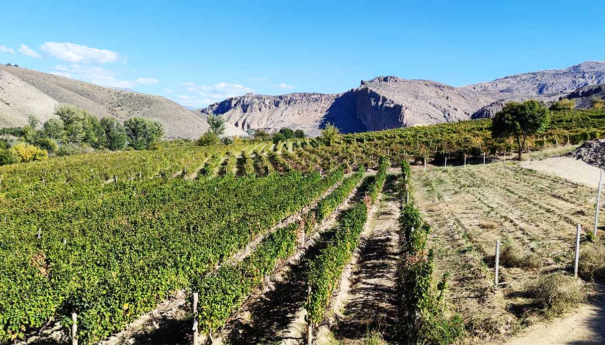vigneti-regione-Vayots-Dzor-Armenia