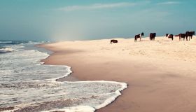 Assateague, l’isola incantata dove cavalli selvaggi galoppano tra mare, dune e leggende