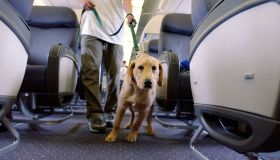 Cieli più accessibili agli amici a quattro zampe: ora volano in cabina fino a 30 kg